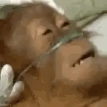 Orangutan on oxygen tube