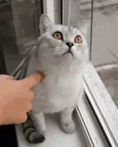Cat gets poked on the window sill