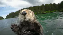 Sea Otter Waving at Camera