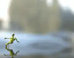 Green frog running on water