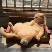 chill cat relaxing in a wooden box