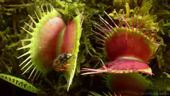 Venus flytrap snaps shut on fly