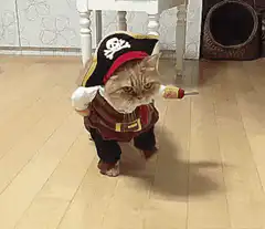 Cat dressed as a pirate walking