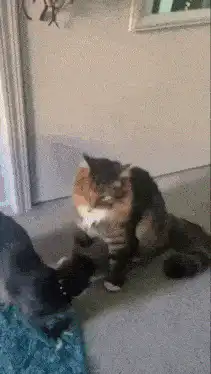 Two cats hugging and dancing