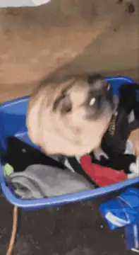 Pug sitting in laundry basket