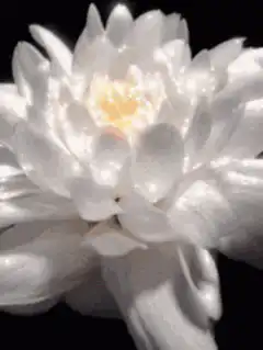 White lotus flower glowing