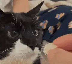 Cat eating a treat