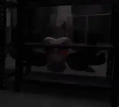 Moxxie peeks from shelf
