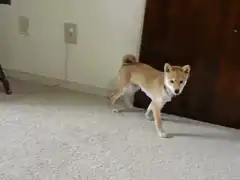Shiba Inu scratching its head