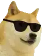 Cool Doge with Sunglasses