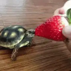 Tortoise eating a strawberry