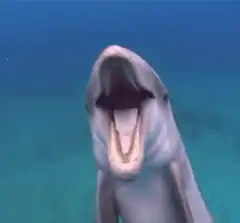 Dolphin yawning underwater
