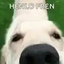 Henlo Fren Dog Nose