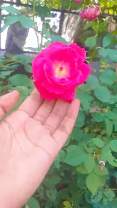 hand holding pink rose