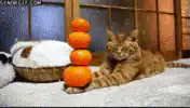 Cat knocks over stack of oranges