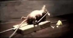 mouse in a mousetrap