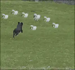 Dog chases sheep over fence