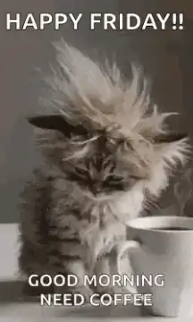 tired kitten needs coffee