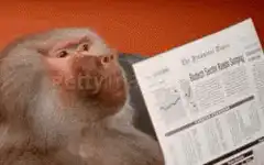 Monkey reading newspaper