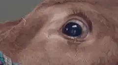 Crying cow close-up