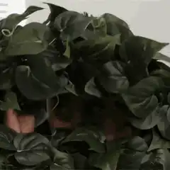 person hiding in plant leaves