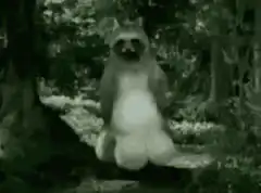 Raccoon sitting in forest