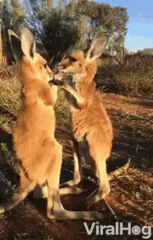 Two kangaroos boxing in the wild