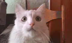 white cat zooming into eye