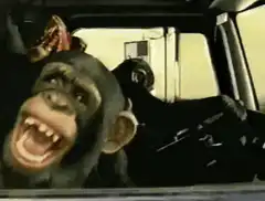 Chimpanzee screaming in a car