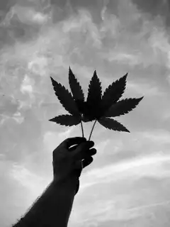 Hand holding cannabis leaf silhouette and color