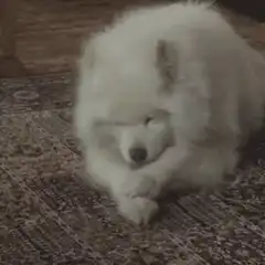 fluffy white dog rubbing face on rug