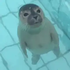 Seals swimming and kissing underwater