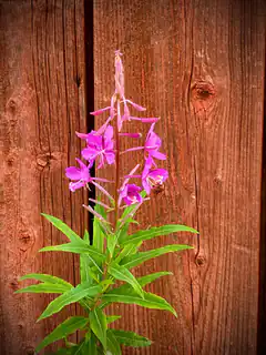 pink fireweed flower against wood