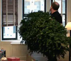 Man struggles to fit Christmas tree in window