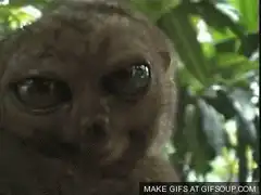 Wide-eyed slow loris