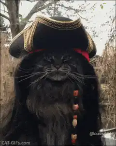 Pirate Cat Winking