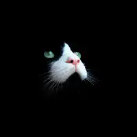 Cat head tilting and zooming in