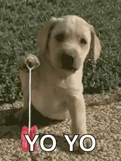 Cute puppy holding a yo-yo