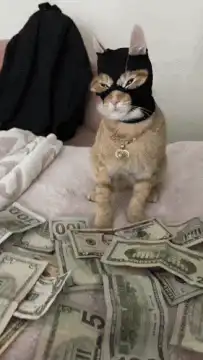 Cat burglar with money