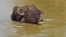 Buffalo sleeping in water