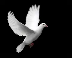 White dove flying in slow motion