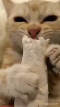 cat chewing on a white chew toy