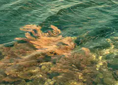 seaweed underwater in clear water