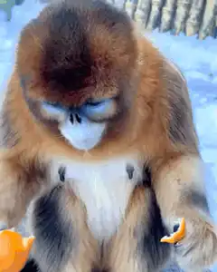 Golden monkey eating orange