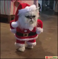 Grumpy Santa Cat
