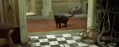 Morpheus sees the cat