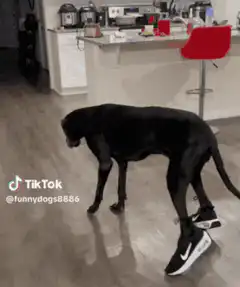Black dog wearing sneakers walks away