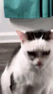 Sad white and black cat