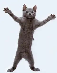 Grey kitten standing with arms out
