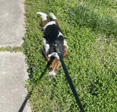 Basset Hound walking on leash